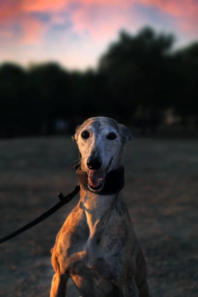 istock portrait of spanish greyhound breed dog 1362809557