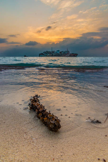 Al Fahad shipwreck at Red sea shore of Jeddah, Saudi Arabia Al Fahad shipwreck at Red sea shore of Jeddah, Saudi Arabia in Jeddah, Makkah Province, Saudi Arabia saudi arabia jeddah landscape stock pictures, royalty-free photos & images