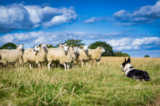 Border Collie working dog with sheep in Staffordshire Moorlands District, England, United Kingdom