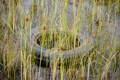 The old tire in the pond is overgrown with grass.