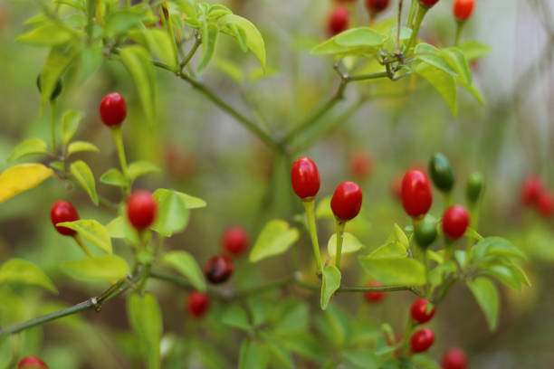 istock Native Pepper of Texas Chiltepin Pepper Capsicum annuum var. glabriusculum 1362809619