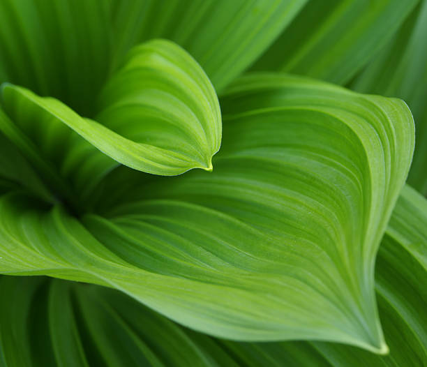 Closeup image of green leaves growing from the center bud Two pattern leaves macro. Full frame. Limited area of focus. leaf vein photos stock pictures, royalty-free photos & images