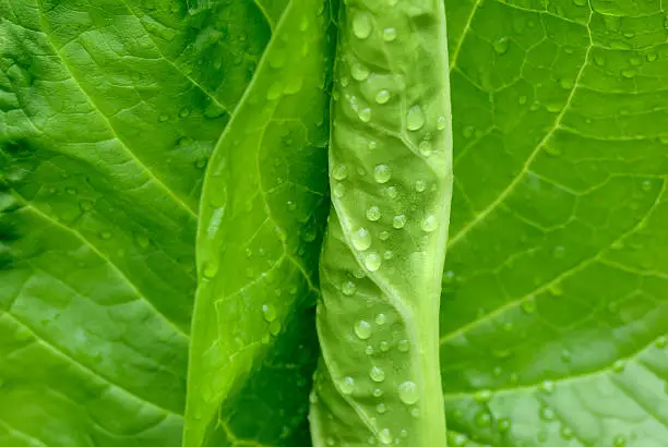 Photo of Leaves wet salad