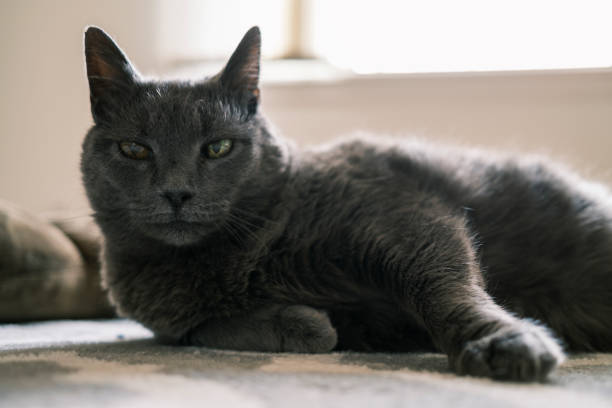 istock Grey cat in the living room 1362810201