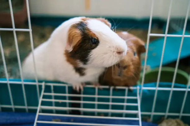 Two guinea pigs begging for food in Denver, Colorado, United States