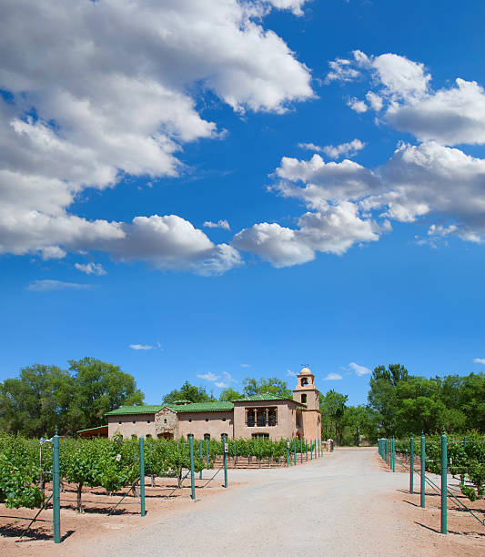 Grapewines in Vineyard and Winery 