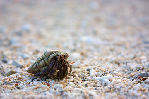 Stock photo showing close-up, elevated view of sand crab scurrying around on compacted wet sand of beach at low tide.