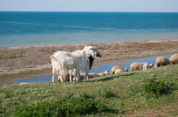 goats and sheep pasturing in the field stock photo