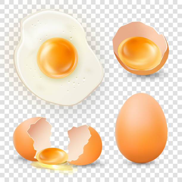 realistyczna ikona zestawu wektorowego jaj kurzych izolowana na przezroczystym tle. szczegółowy widok z góry jajka sadzonego, złamane, świeże i całe jajko. fast food na śniadanie, lunch, kolację. ilustracja wektorowa eps10 - eggs animal egg cracked egg yolk stock illustrations