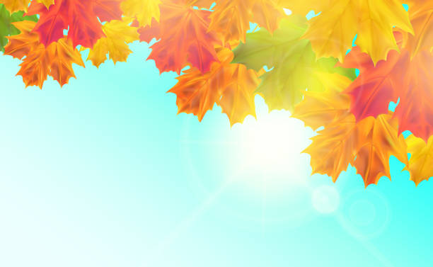 istock Autumn background with leaves. Realistic seasonal maple tree leaves with sunlight and sky for poster, banner, advert 1362818237