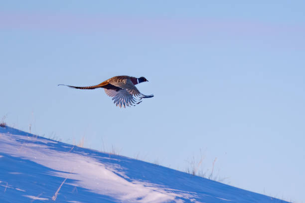 istock Pheasant flying fast in snowy cold Montana 1362819212