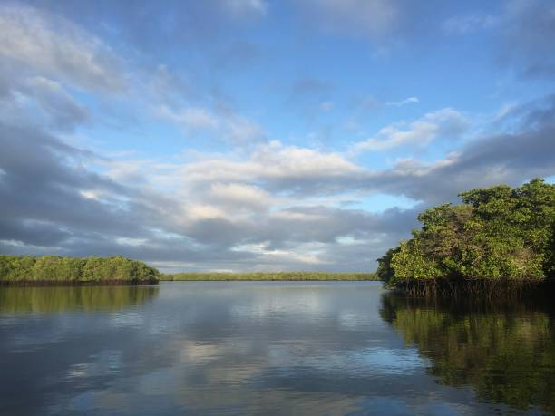 istock Mangrove tress in Galapagos 1362821242
