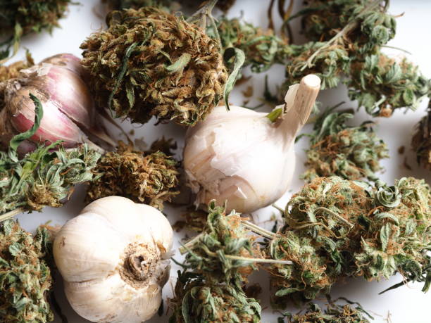 fresh garlic and dry cannabis inflorescences stock photo