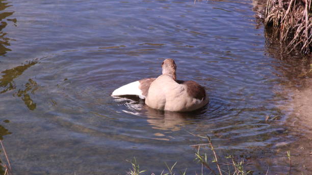 istock Bird bathing in the pond 1362826850