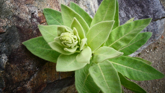 Quebec wild plant in close-up