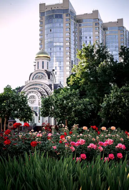 Photo of View of the church and three skyscrapers through red and pink roses and lush green vegetation. Urban landscape. View of the park.