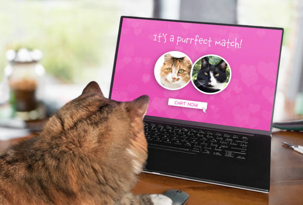 Cat using online dating website on computer. Laptop screen with matched male and female profile. Single cats searching for love online. Concept for pets using technology, or animals imitating humans. things that go together stock pictures, royalty-free photos & images