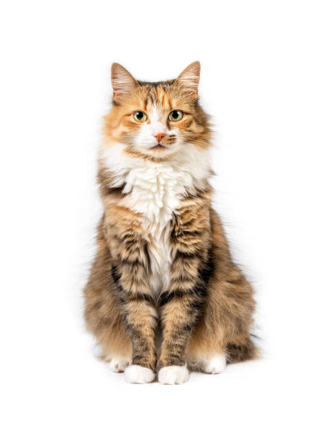 Fluffy cat sitting down. Full body cat portrait. Cute orange, white and black torbie kitty is looking at the camera. Yellow eyes and beautiful asymmetric markings. Isolated on white. Selective focus. longhair cat stock pictures, royalty-free photos & images