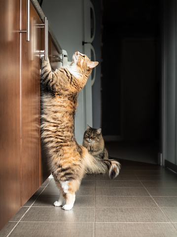 The desperate young female kitty is trying to see the kitchen counter. Defocused senior tabby cat sitting and waiting patiently. Selective focus.