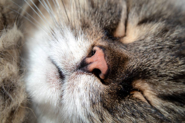 istock Senior cat face and nose close up. 1362837794