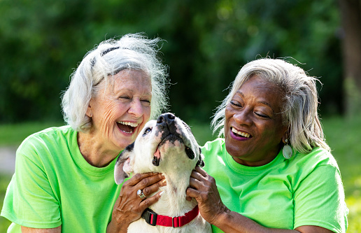 Two multiracial senior women volunteering at an animal shelter. They are sitting on the grass with a mixed-breed dog, petting it, smiling and laughing. The African-American woman is in her 60s and her friend is in her 70s.