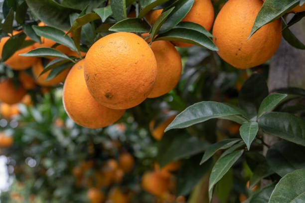 istock Cu golden oranges hanging on green branches and leaves 1362838916