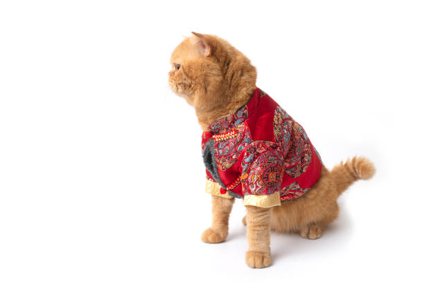 istock Scottish fold cat wearing chinese new year costum on white background. 1362838923