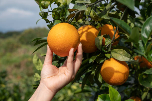 tocca le arance dorate sui rami verdi e sulle foglie con le mani - close up women horizontal citrus fruit foto e immagini stock