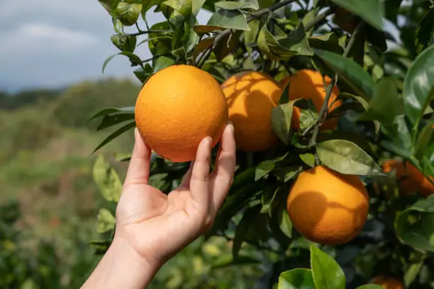 Photo of Touch the golden oranges on the green branches and leaves with your hands