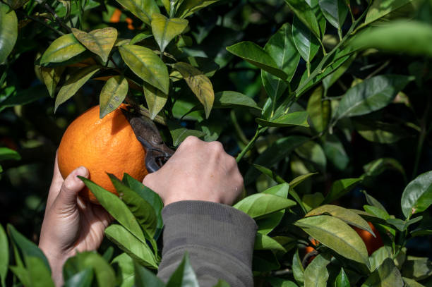 tocca le arance dorate sui rami verdi e sulle foglie con le mani - close up women horizontal citrus fruit foto e immagini stock