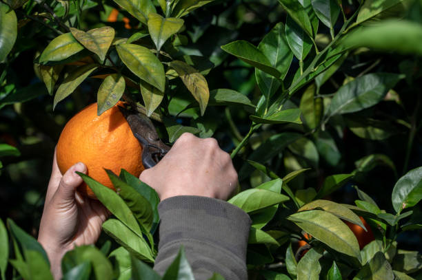 toque as laranjas douradas nos galhos verdes e folhas com as mãos - close up women horizontal citrus fruit - fotografias e filmes do acervo