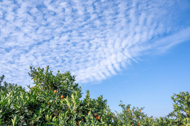 aranceto sotto cielo blu e nuvole bianche - agriculture branch cut flowers citrus fruit foto e immagini stock