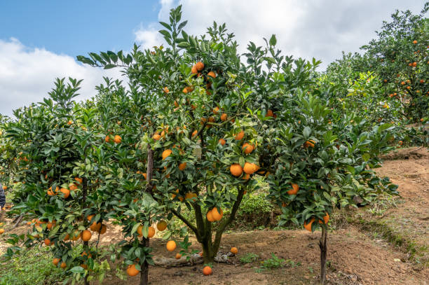 orangengarten unter blauem himmel und weißen wolken - agriculture branch cut flowers citrus fruit stock-fotos und bilder