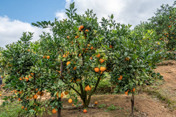 aranceto sotto cielo blu e nuvole bianche - agriculture branch cut flowers citrus fruit foto e immagini stock