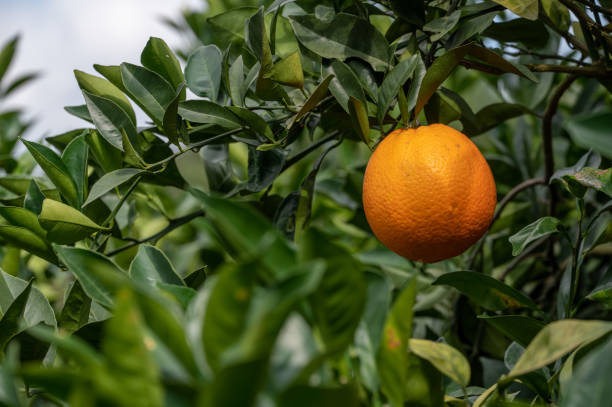 istock Cu golden oranges hanging on green branches and leaves. 1362838997
