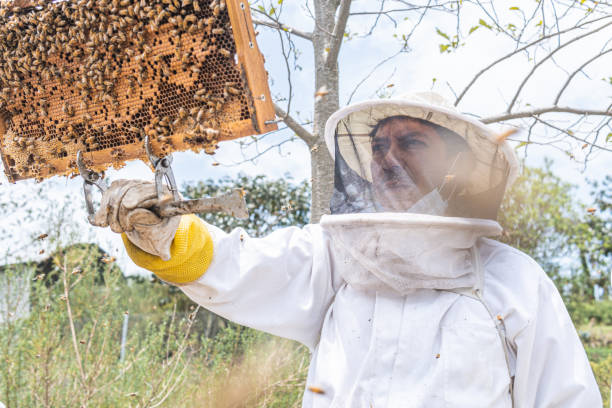 istock A beekeeper looks closely at an bees honeycomb frame 1362839755