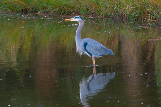 istock Great Blue Haron- Hilton Head, South Carolina 1362839831