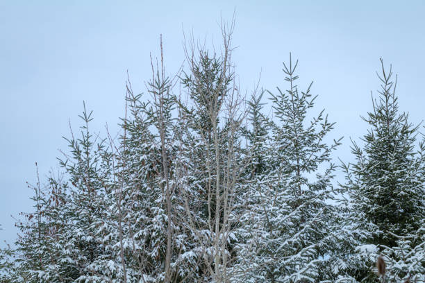 Looking up a Tree in Snowstorm