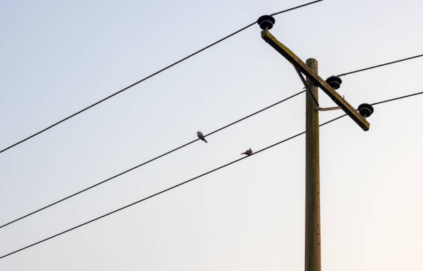 istock Two birds resting on the wire of high voltage electricity pole 1362840745