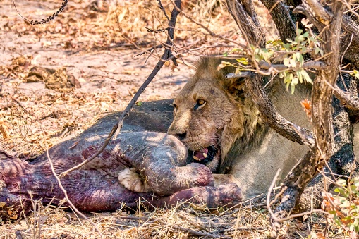 Close-up view of an adult male lion eating the front legs of a baby elephant carcass in the shade of a tree on a hot day in the Moremi Game Reserve, Botswana.