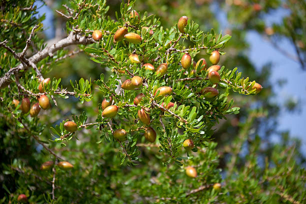 noix sur un arbre d'argan. - argan photos et images de collection