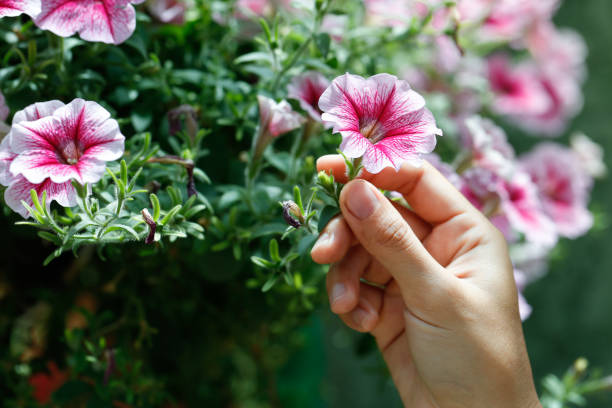 istock Pink petunia flower Care 1362847748