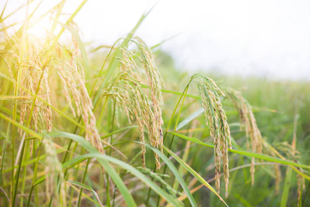 istock Rice farm- Rice paddy, rice pants Rice paddy - Nakhon Ratchasima thailand. 1362849636