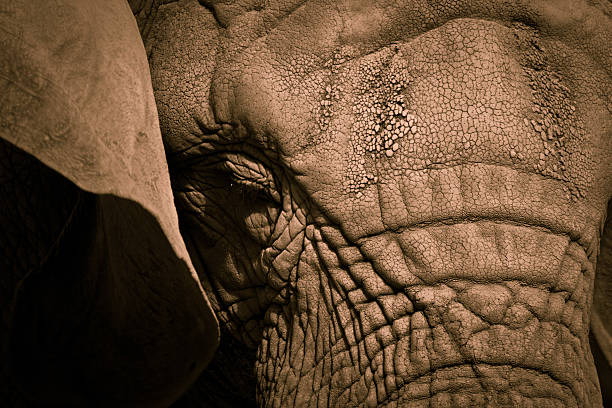 Textura de elefante - foto de acervo