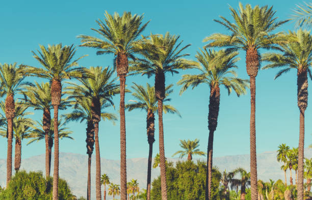 istock Date Palms of Coachella Valley California 1362851992