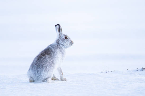 istock Mountain hare sitting in a blizzard in Scotland 1362855024