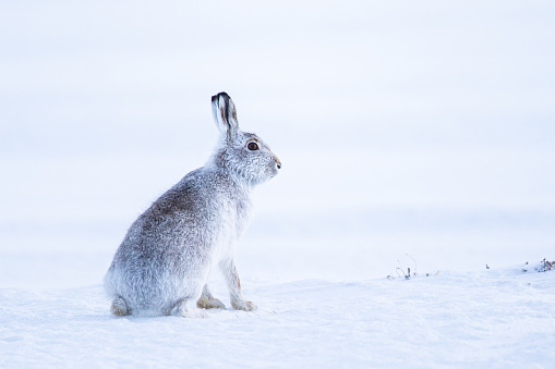 Mountain hare sitting in a blizzard in Scotland