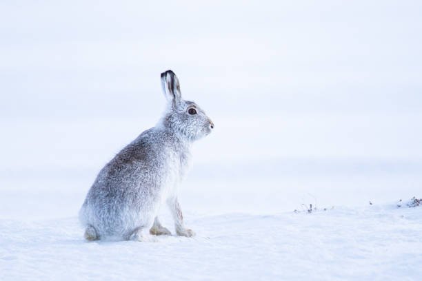 Mountain hare sitting in a blizzard in Scotland stock photo