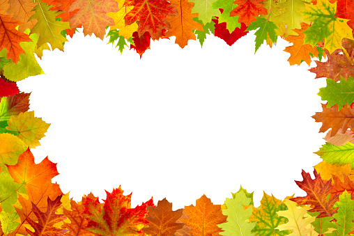 image of dry autumn leaves laid out in the form of a frame