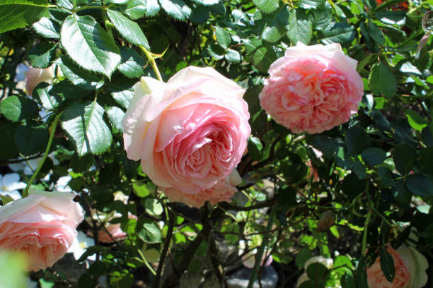 istock Rose flowers blooming in the park ”Pierre de Ronsard” 1362859025